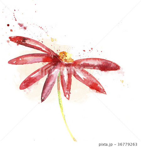 Summer red flower. Watercolor illustration 36779263