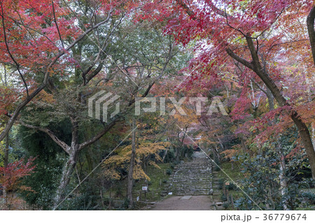 浄住寺の紅葉 浄住寺の紅葉 36779674