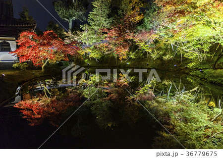 高台寺の紅葉ライトアップ 高台寺の紅葉ライトアップ 36779675
