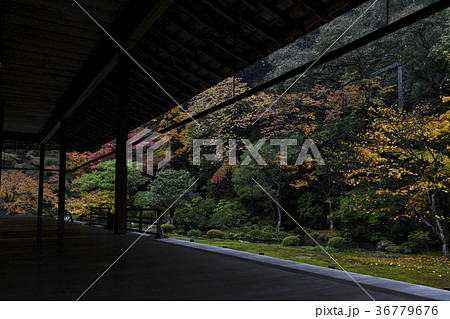南禅院の紅葉 南禅院の紅葉 36779676