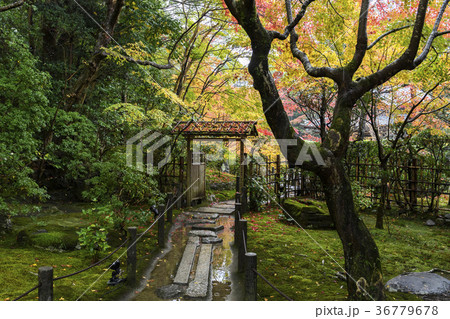 天授庵の紅葉 天授庵の紅葉 36779678