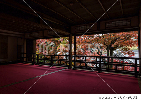 楊谷寺の紅葉 36779681