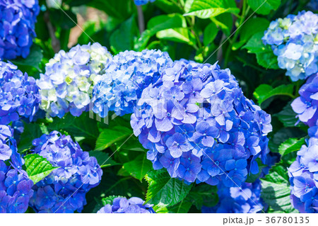晴れの日のアジサイ 紫陽花 あじさい 梅雨時期 晴れの日のアジサイ 紫陽花 あじさい 梅雨時期 36780135