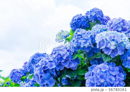 晴れの日のアジサイ　紫陽花　あじさい　梅雨時期 36780161