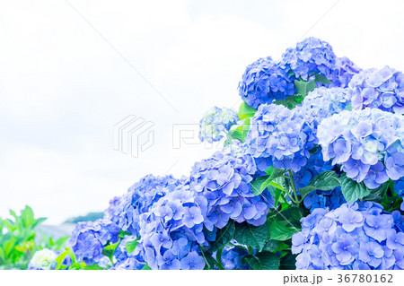 晴れの日のアジサイ　紫陽花　あじさい　梅雨時期 36780162