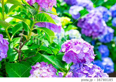 晴れの日のアジサイ　紫陽花　あじさい　梅雨時期 36780185