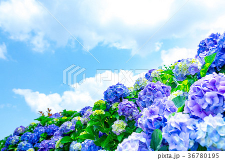 晴れの日のアジサイ 紫陽花 あじさい 梅雨時期の写真素材