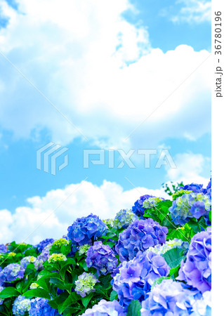 晴れの日のアジサイ 紫陽花 あじさい 梅雨時期 晴れの日のアジサイ 紫陽花 あじさい 梅雨時期 36780196