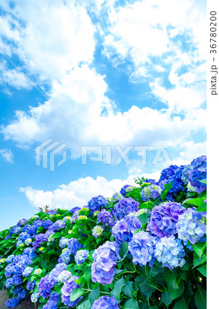 晴れの日のアジサイ 紫陽花 あじさい 梅雨時期 晴れの日のアジサイ 紫陽花 あじさい 梅雨時期 36780200