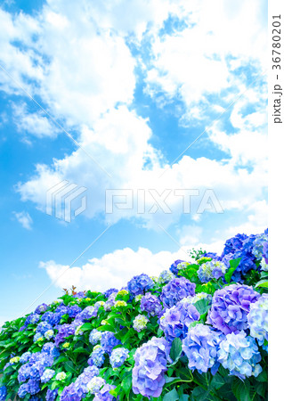 晴れの日のアジサイ　紫陽花　あじさい　梅雨時期 36780201