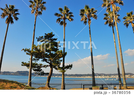 逗子マリーナ　神奈川県逗子市の風景 36780356