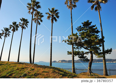 逗子マリーナ　神奈川県逗子市の風景 36780357
