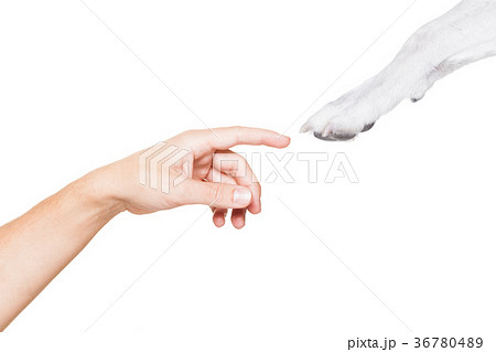 dog and owner high five 36780489