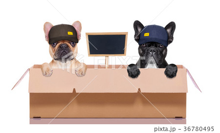 moving box couple of dogs moving box couple of dogs 36780495