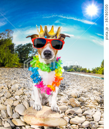 dog summer holidays dog summer holidays 36780500