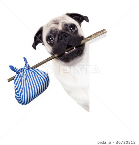 abandoned and lost dog 36780515