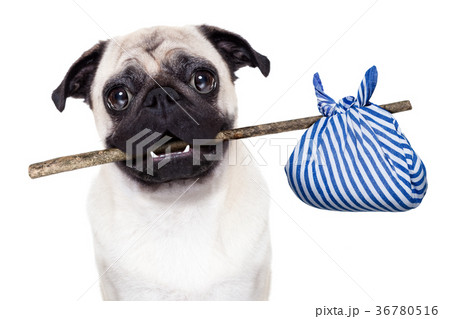 abandoned and lost dog 36780516