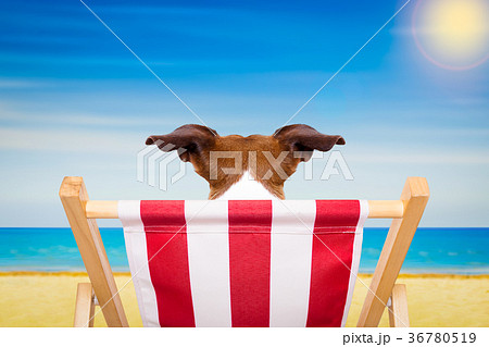 dog beach chair in summer 36780519