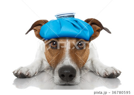 sick ill dog 36780595