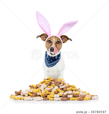 easter bunny hungry dog 36780597