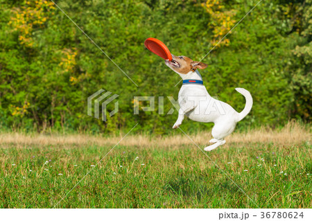 dog and owner playing 36780624