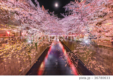 都会の夜桜 都会の夜桜 36780633