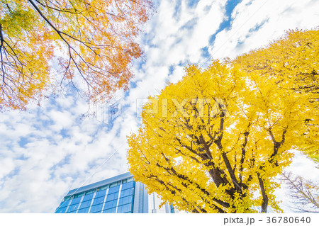都会の紅葉 都会の紅葉 36780640