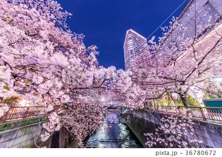都会の夜桜 36780672
