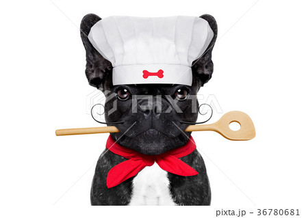 chef cook dog 36780681
