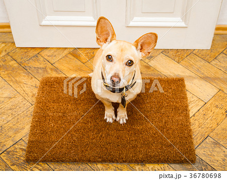 dog waits at door for a walk 36780698