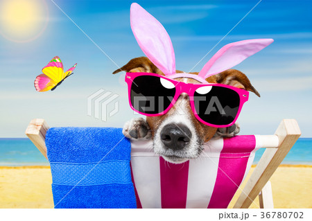Vacation easter dog 36780702