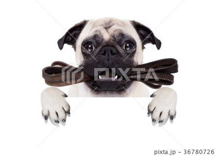 leash dog ready for a walk 36780726