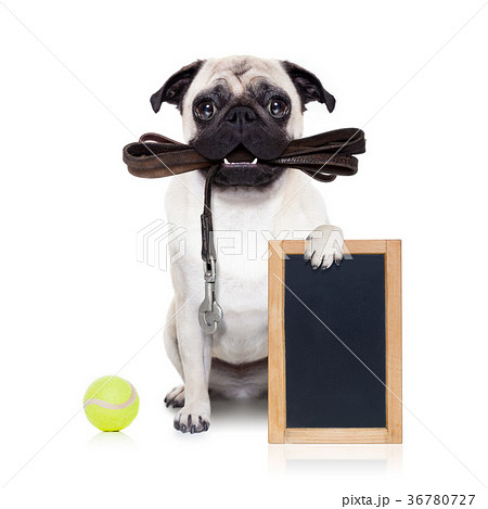 leash dog ready for a walk leash dog ready for a walk 36780727