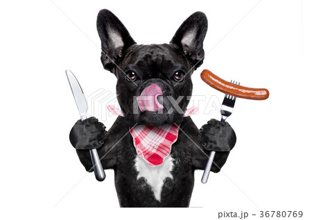 hungry dog  with sausage 36780769