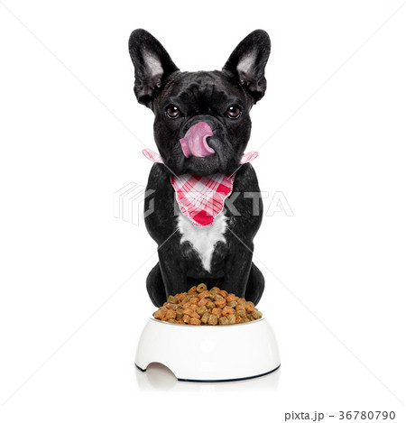 hungry dog  and bowl 36780790