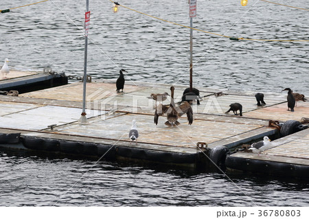 カツオドリ（アメリカ・サンディエゴ湾） 36780803