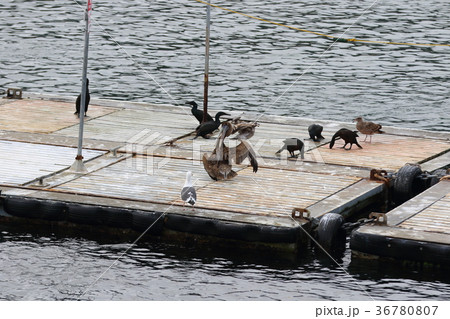 カツオドリ（アメリカ・サンディエゴ湾） 36780807