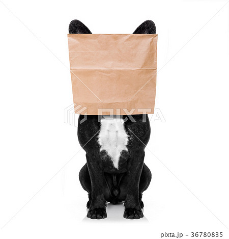dog with paper bag on head 36780835