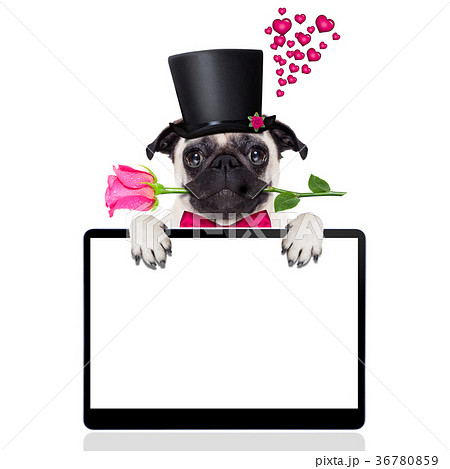 valentines love sick dog 36780859