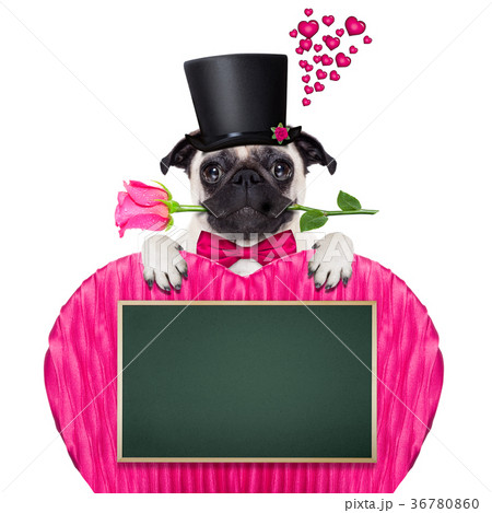 valentines love sick dog valentines love sick dog 36780860