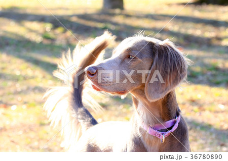 ワイマラナー♪ 36780890