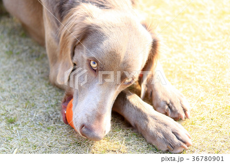ちょっと疲れたかな… ちょっと疲れたかな… 36780901