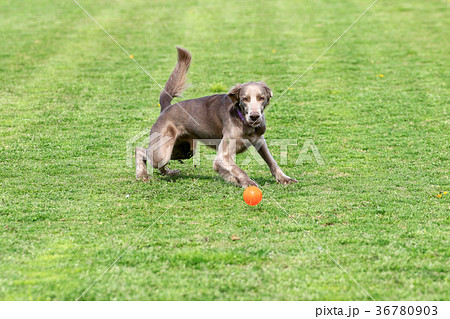 元気! 元気! 36780903