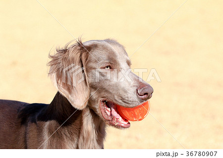 ボール大好き♪ ボール大好き♪ 36780907