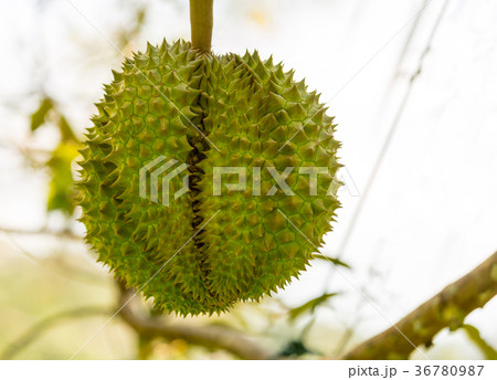 king of fruits thailand, large fruit durian barbed king of fruits thailand, large fruit durian barbed 36780987