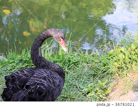 black large swan with a flexible long neck looks black large swan with a flexible long neck looks 36781021