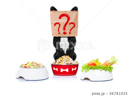 hungry dog with food bowls 36781035