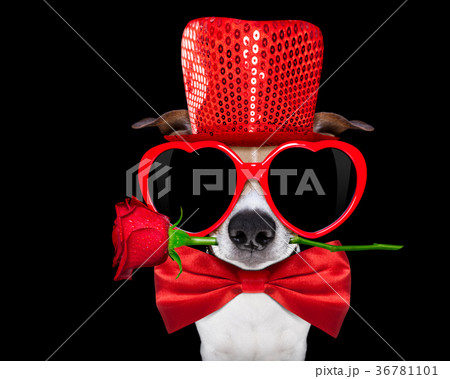 valentines dog in love 36781101