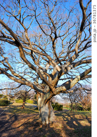 大崎公園　神奈川県逗子市の風景 36781375