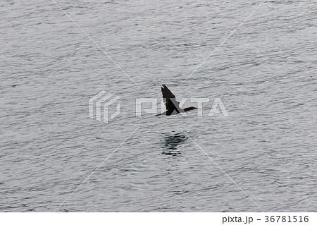 カツオドリ（アメリカ・サンディエゴ湾） 36781516